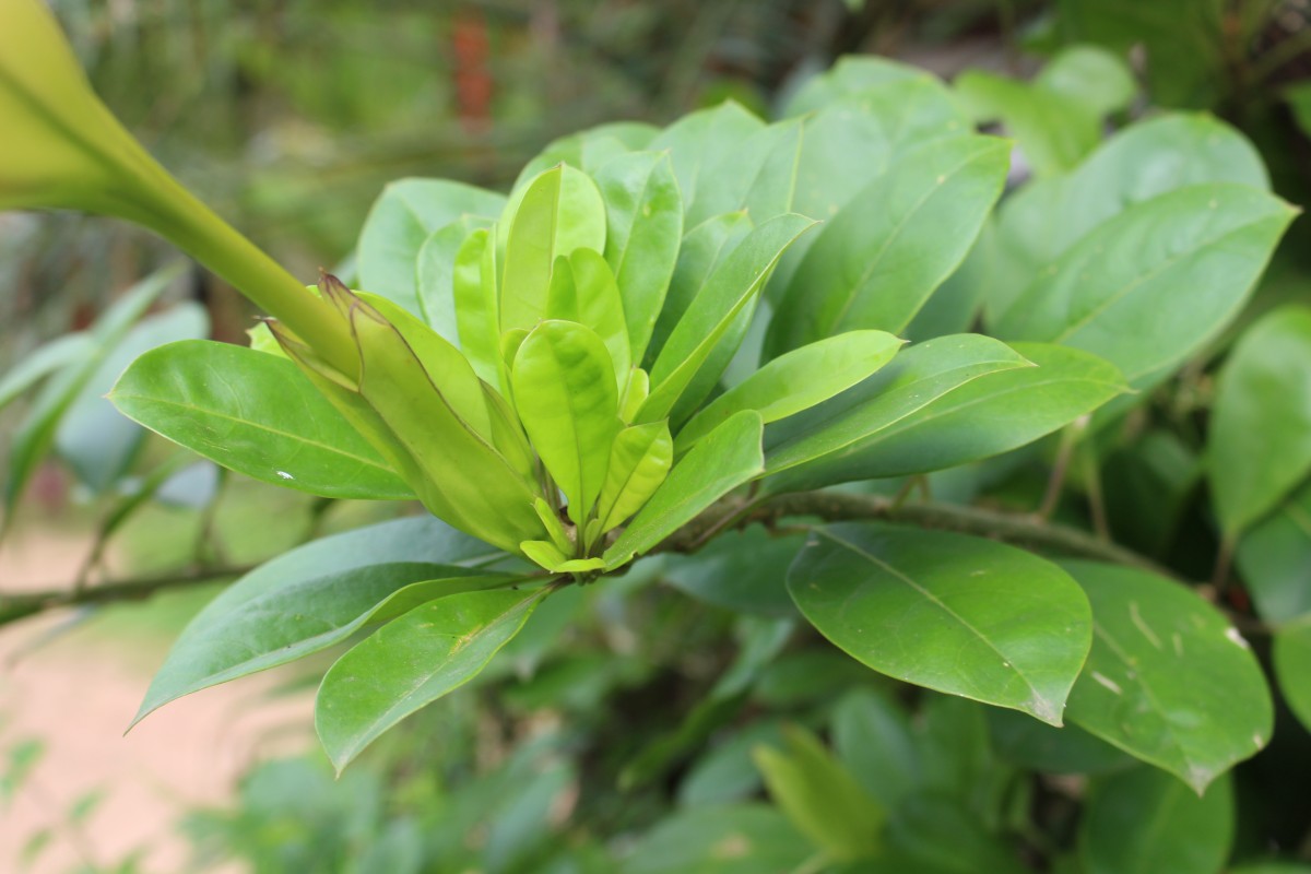 Solandra longiflora Tussac